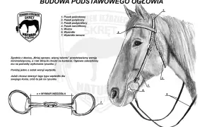 Ilustracja przedstawia budowę ogłowia, w tym różne części siodła i wędzidło.