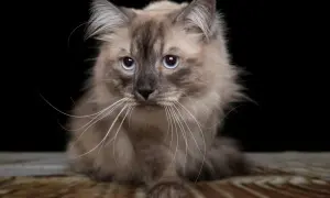 Puszysty kot syjamski z niebieskimi oczami na czarnym tle.