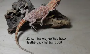 Urocza agama brodata, samica orange/red hypo leatherback, het trans. Sprawdź atrakcyjną agama brodata cenę!