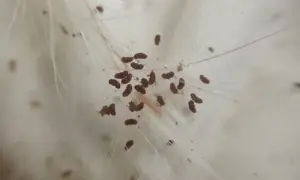 Grupka drobnych, ciemnobrązowych odchodów pcheł widoczna wśród białych włosków.