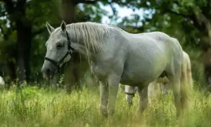 Piękny, siwy dereszowaty koń pasie się na zielonej łące, otoczony drzewami.