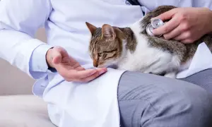 Weterynarz bada kota, który może potrzebować leku na koci katar bez recepty.