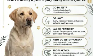 Labrador z objawami kaszlu kenelowego u psa. Informacje o przyczynach, objawach, przenoszeniu, kiedy do weterynarza i profilaktyce.