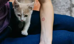 Mały kotek obok ludzkiego ramienia z okrągłą, zaczerwienioną zmianą skórną, która może wskazywać na grzybicę u kota.