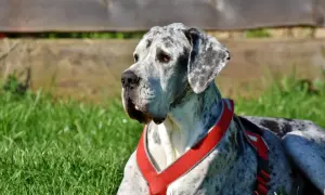 Duży dog niemiecki w czerwonej uprzęży leży na trawie. Zastanawiasz się, ile kosztuje uśpienie psa?
