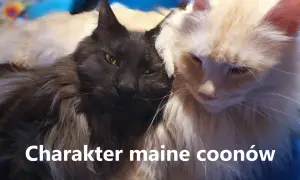 Dwa koty rasy Maine Coon, jeden czarny, drugi jasny, przytulają się do siebie.