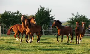 Piękny **tabun** koni galopuje po zielonej łące w ciepłym świetle zachodzącego słońca.