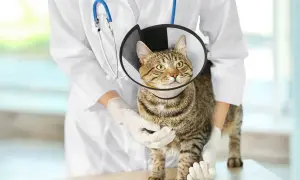 Kot w kołnierzu ochronnym, weterynarz bada go, być może z powodu objawów FIV.