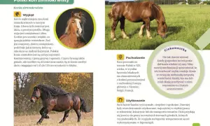 Jaki to koń? Atlas dla dzieci i inne: Wybierz idealną książkę!