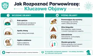 Wczesne i późne objawy parwowirozy u psów: brak apetytu, apatia, wymioty, biegunka, odwodnienie, gorączka.