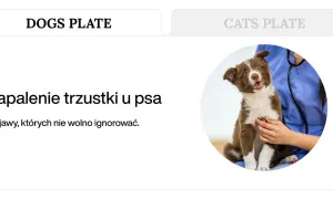 Weterynarz osłuchuje stetoskopem brązowo-białego szczeniaka.