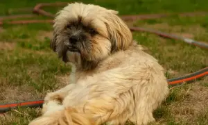 Shih tzu: włosy czy sierść? Co to znaczy dla alergika i pielęgnacji?