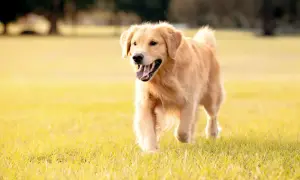Golden Retriever: Sierść czy włosy? Poznaj budowę i pielęgnację!