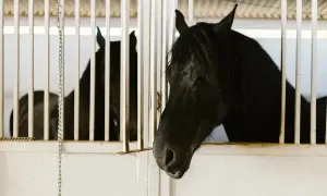 Dwa piękne, czarne konie fryzyjskie w stajni. Zastanawiasz się nad koń fryzyjski cena?
