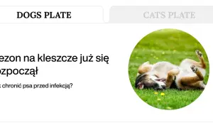 Szczęśliwy pies na trawie, który pokazuje, czego nie lubią kleszcze. Sezon na kleszcze już się rozpoczął, jak chronić psa przed infekcją?