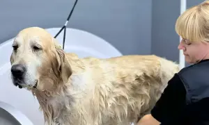 Złoty retriever w wannie, mokry, z widocznym podszerstkiem, podczas kąpieli przez groomera.