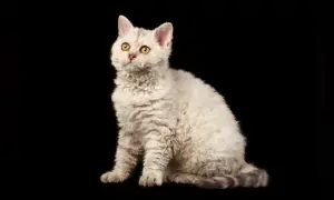 Siedzący kot rasy Devon Rex z kręconą, jasną sierścią i żółtymi oczami na czarnym tle.