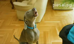 Szary pies w niebieskiej obroży szczeka, patrząc w górę.