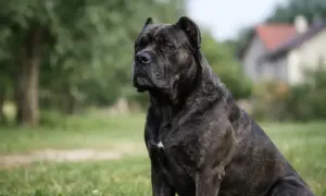 Siedzący pies rasy Cane Corso w brązowo-czarne pręgi na trawie, z rozmytym tłem.