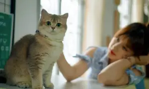 Uroczy kotek z wielkimi oczami, który czeka na swoje krople dla kota na pasożyty wewnętrzne i zewnętrzne. Obok leży dziewczyna.