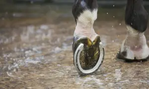 Koń stawia kopyto z podkową na mokrej ziemi. Widać krople wody i błoto.