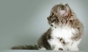 Szare i białe kocię rasy Selkirk Rex z kręconą sierścią siedzi na jasnym tle.