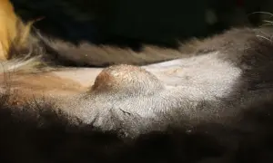 Widoczna przepuklina u szczeniaka, uwypuklenie na brzuchu, wymaga uwagi weterynarza.