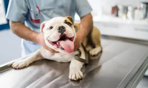 Uśmiechnięty buldog leży na stole weterynaryjnym, przygotowany do zabiegu sterylizacji psa.