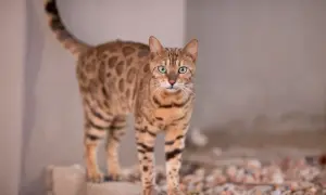 Piękny kot bengalski z zielonymi oczami, jego cętki przypominają lamparta. Zastanawiasz się nad kot bengalski cena?
