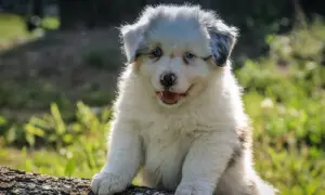 Uroczy szczeniak rasy australian shepherd siedzi na pniu drzewa, patrząc w obiektyw.