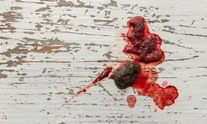Kupa psa z krwią i fragmentami tkanki na białej, popękanej powierzchni.