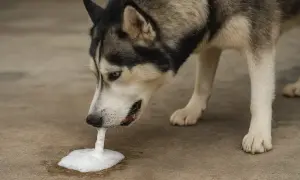 Siberian husky pies wymiotuje pianą na beton.