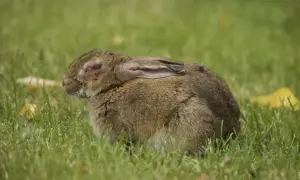 Zając z widocznymi objawami myksomatozy, z opuchniętymi powiekami, leży na trawie.