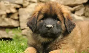 Szczeniak leonberger leżący na trawie, z kamiennym murem w tle.