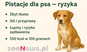 Ilustracja psa siedzącego obok listy ryzyk związanych z pistacjami dla psów.