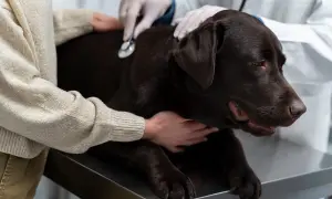 Weterynarz bada brązowego labradora. Właściciel uspokaja psa, gdy weterynarz sprawdza jego stan. Nie ma tu informacji, jak wywołać wymioty u psa.
