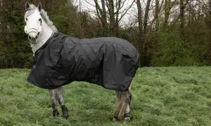 Srokaty koń w czarnym derce stoi na zielonej łące.
