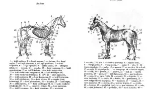 Ilustracja pokazuje szkielet konia z numerowanymi częściami. Ile kolan ma koń? Dwa, jak widać na schemacie.