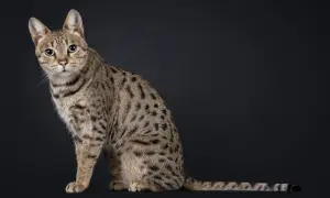 Duży kot rasy Savannah o cętkowanym futrze i zielonych oczach siedzi na ciemnym tle.