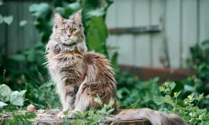 Długowłosy kot rasy Maine Coon siedzi na pniu w otoczeniu zieleni.