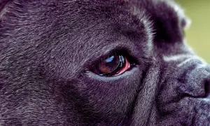 Zbliżenie na oko psa rasy Cane Corso. Widoczna jest błona migawkowa, czyli trzecia powieka, która chroni gałkę oczną.