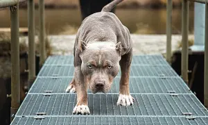 Potężny pies rasy pitbull, często zaliczany do niebezpiecznych ras psów, w pozycji gotowości na metalowej kładce.