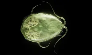 Zielona, owłosiona Giardia u psa, z widocznymi jądrami, porusza się za pomocą wici.