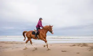 Jeździec w fioletowej kurtce galopuje na kasztanowatym koniu po plaży.