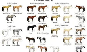 Ilustracja prezentuje różnorodne maści koni, od jasnobułanych po kare i dereszowate, ukazując bogactwo umaszczeń tych zwierząt.