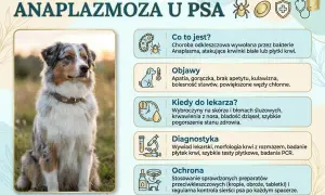 Pies z anaplazmozą, chorobą odkleszczową. Objawy: apatia, gorączka, kulawizna. Wymaga szybkiej diagnostyki i leczenia.