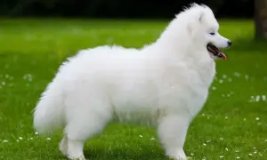 Samoyed: sierść czy włosy? Prawda o linieniu, alergiach i pielęgnacji