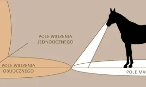 Wzrok konia: Jakie kolory widzi i dlaczego to ważne dla Ciebie?