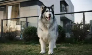 Piękny Alaskan Malamute, jeden z ras psów dużych, stoi na trawniku przed nowoczesnym budynkiem.