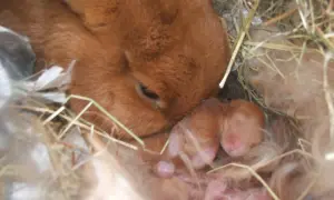 Matka królik czuwa nad nowo narodzonymi, ślepymi maluchami. Ciąża u królika trwa ok. 30 dni.